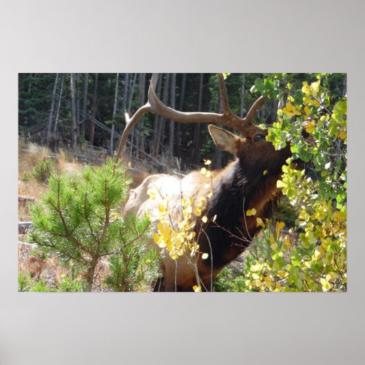Forest Bull Elk Photo Nature Wall Poster Mancave (Devant)