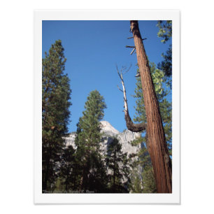 "Forest Cactus" Yosemite Valley Photo Print! Foto Afdruk