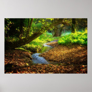 Forest Creek Beauful Natuur Landscape Foto Poster