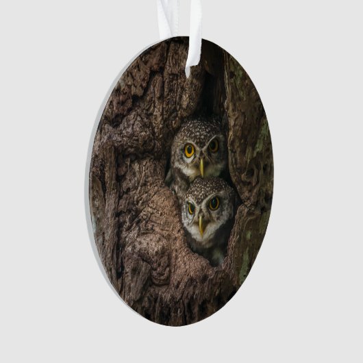 Forest | Deux Owls Looking (devant)