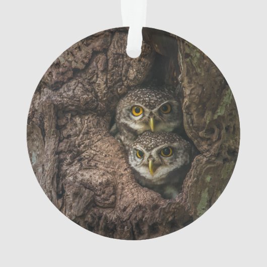 Forest | Deux Owls Looking (dos)