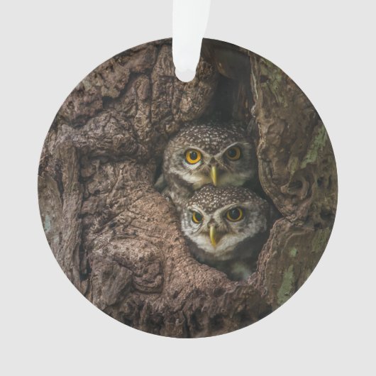 Forest | Deux Owls Looking (devant)