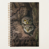Forest | Deux Owls Looking (Devant)
