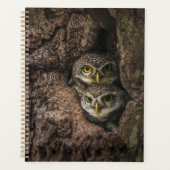 Forest | Deux Owls Looking (Devant)