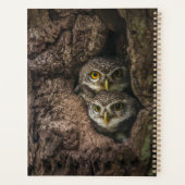 Forest | Deux Owls Looking (Dos)