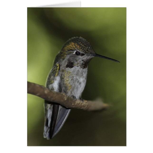 Forest Faerie (Voorkant)