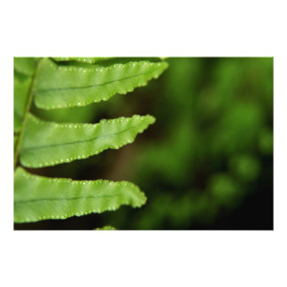 Forest Fern Foto Afdruk