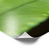 Forest Fern Foto Afdruk (Hoek)