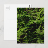 Forest Floor Ferns Briefkaart (Voorkant / Achterkant)