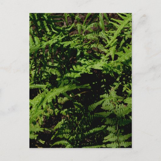 Forest Floor Ferns Briefkaart (Voorkant)