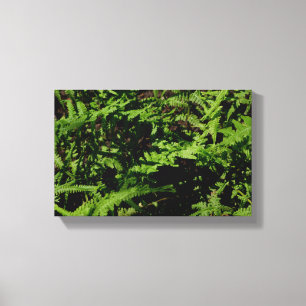 Forest Floor Ferns Canvas Afdruk