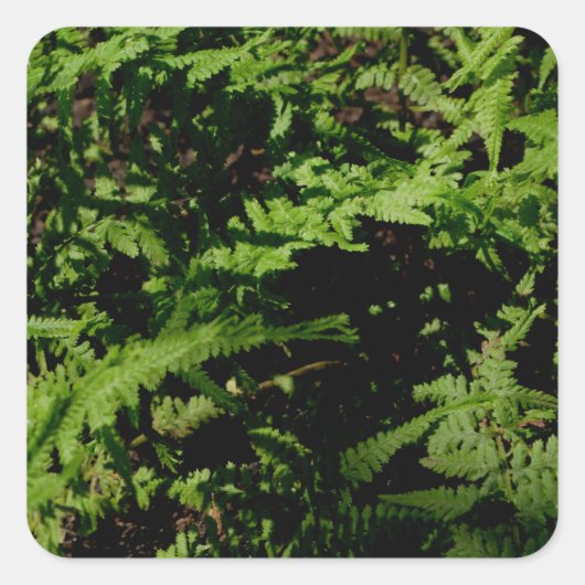 Forest Floor Ferns Vierkante Sticker (Voorkant)