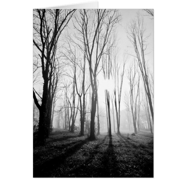 Forest Fog (Voorkant)