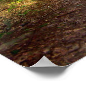 Forest Light Poster (Hoek)