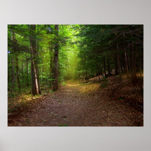 Forest Light Poster (Voorkant)