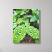 Forest Nature Canvas Afdruk (Voorkant)