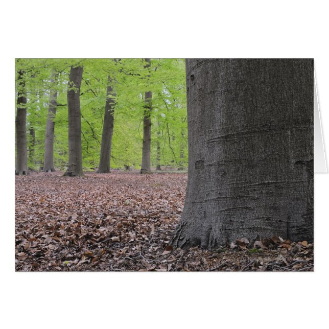 Forest, Nederland (Voorkant Horizontaal)