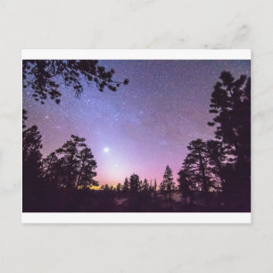 Forest Night Star Briefkaart