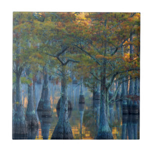 Forest of Pond Cypress Trees Tegeltje