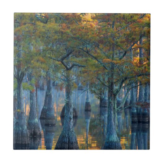 Forest of Pond Cypress Trees Tegeltje (Voorkant)