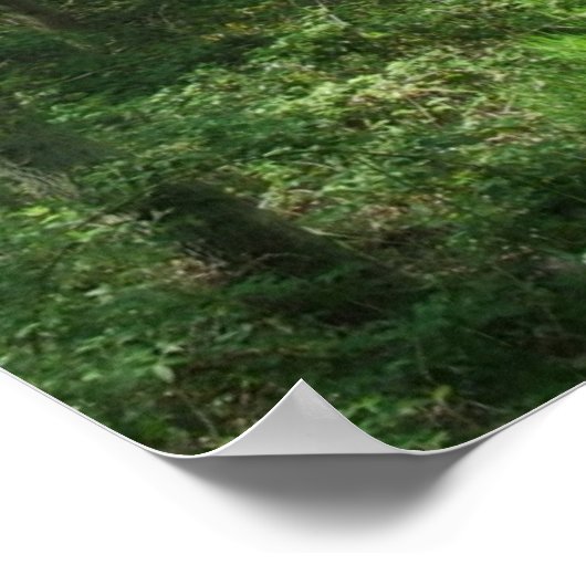 Forest Path in Partial Sunlight Photo Poster Art (Hoek)