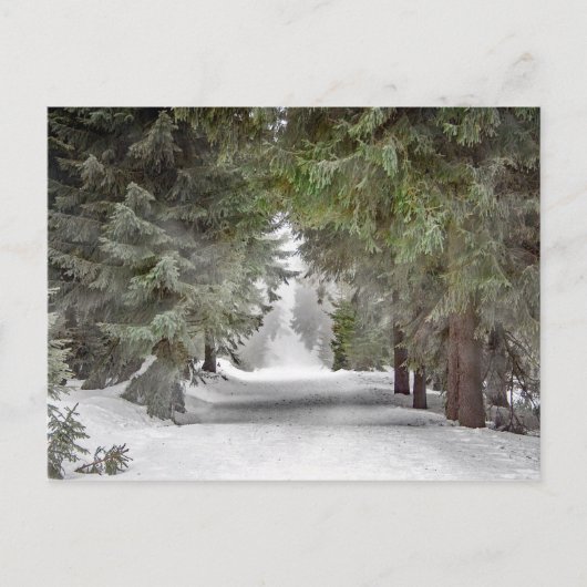 Forest Road Snow Pine Trees Foto Briefkaart (Voorkant)