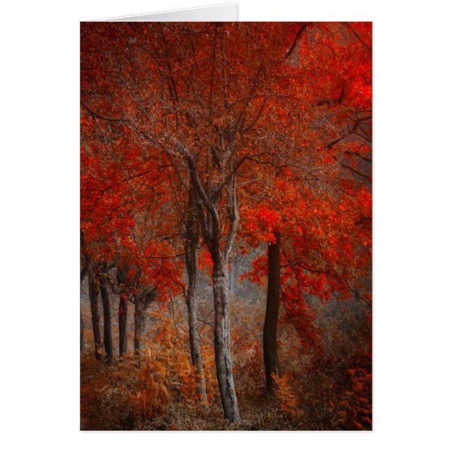  Forest Scene (Voorkant)