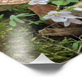 Forest Scene 8x10-inch afdrukken Foto Afdruk (Hoek)