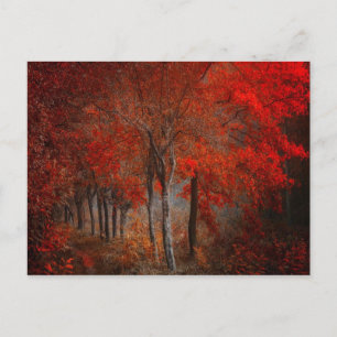  Forest Scene Briefkaart