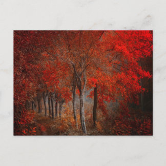 Forest Scene Briefkaart