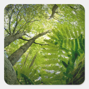 Forest scene in Acadia National Park, Maine. Vierkante Sticker