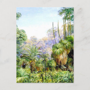 Forest Scene in West Australia, Briefkaart