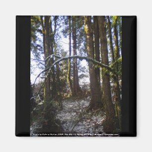 Forest Sun Rays in de sneeuw #32 Magneet