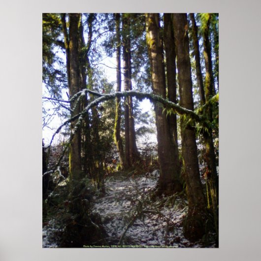 Forest Sun Rays in de sneeuw #32 Poster (Voorkant)