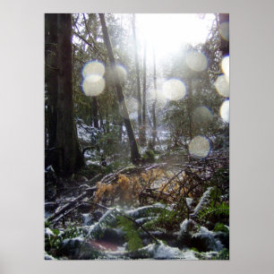 Forest Sun Rays in de sneeuw #68 Poster