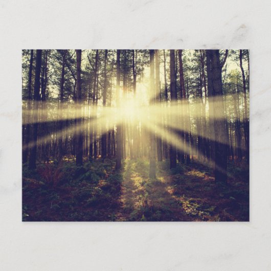 Forest Sunbeams Briefkaart (Voorkant)
