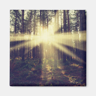 Forest Sunbeams Magneet