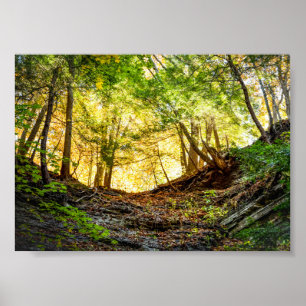 Forest Sunset Natuur Poster
