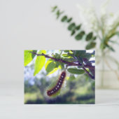 Forest Tent Caterpaal 1 Briefkaart (Staand voorkant)