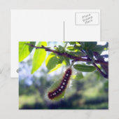 Forest Tent Caterpaal 1 Briefkaart (Voorkant / Achterkant)