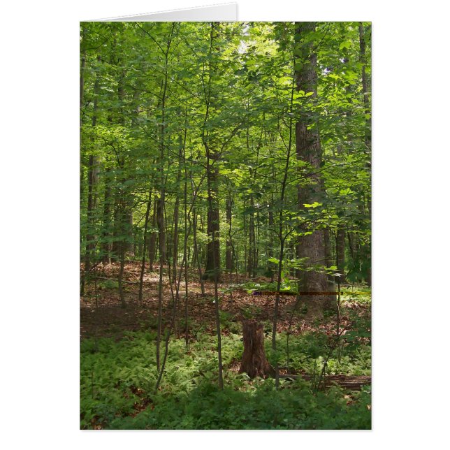 Forest Walk (Voorkant)