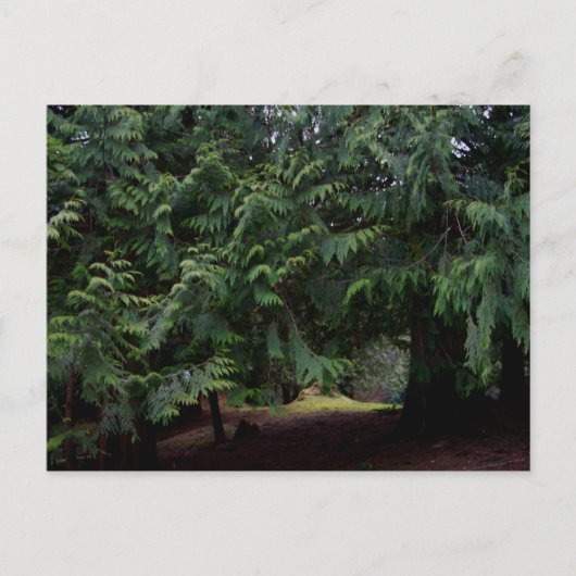 Forest Walk Briefkaart (Voorkant)