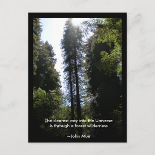 Forest Wilderness Redwoods Briefkaart