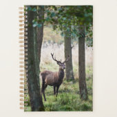 Forests | Woodlands & Red Deer (Devant)