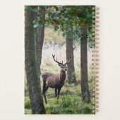 Forests | Woodlands & Red Deer (Dos)
