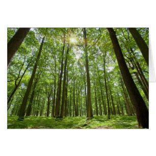 Forêt avec Sun derrière