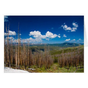 Forêt brûlée de Yellowstone