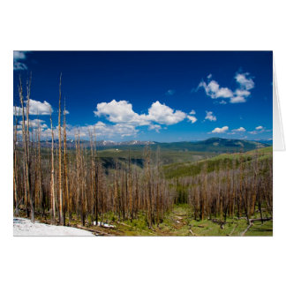 Forêt brûlée de Yellowstone