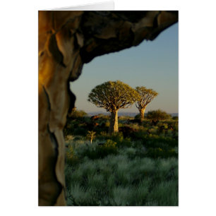 Forêt d'arbres carquois, Namibie Carte blanche