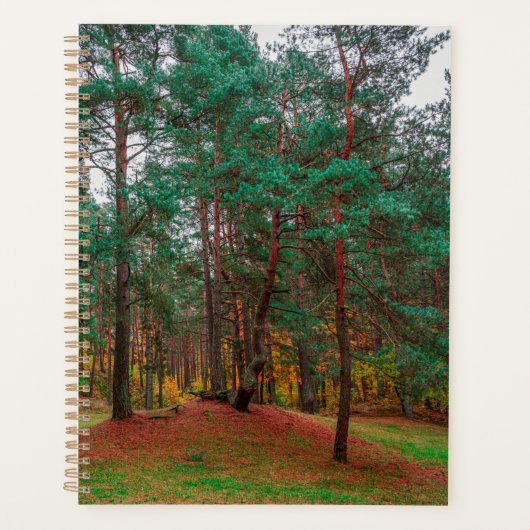 Forêt d'automne (Devant)